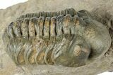 Reedops Trilobite - Atchana, Morocco #312338-2